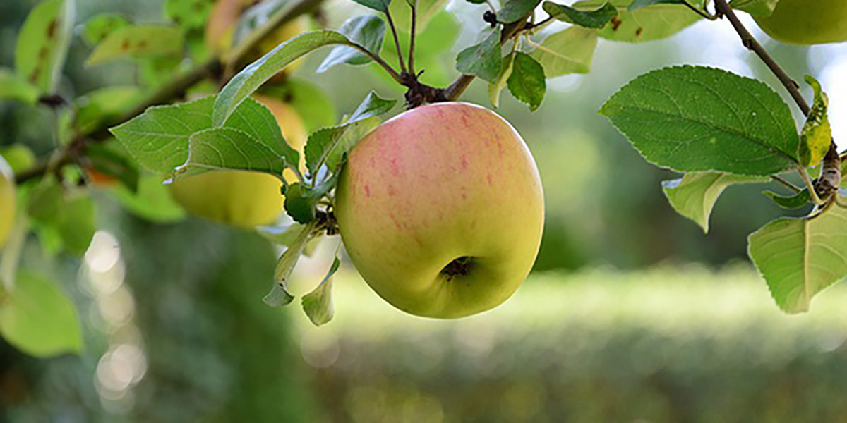 Export, sarà un autunno complicato per le mele